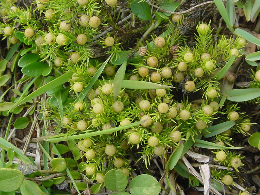 Cliococca selaginoides