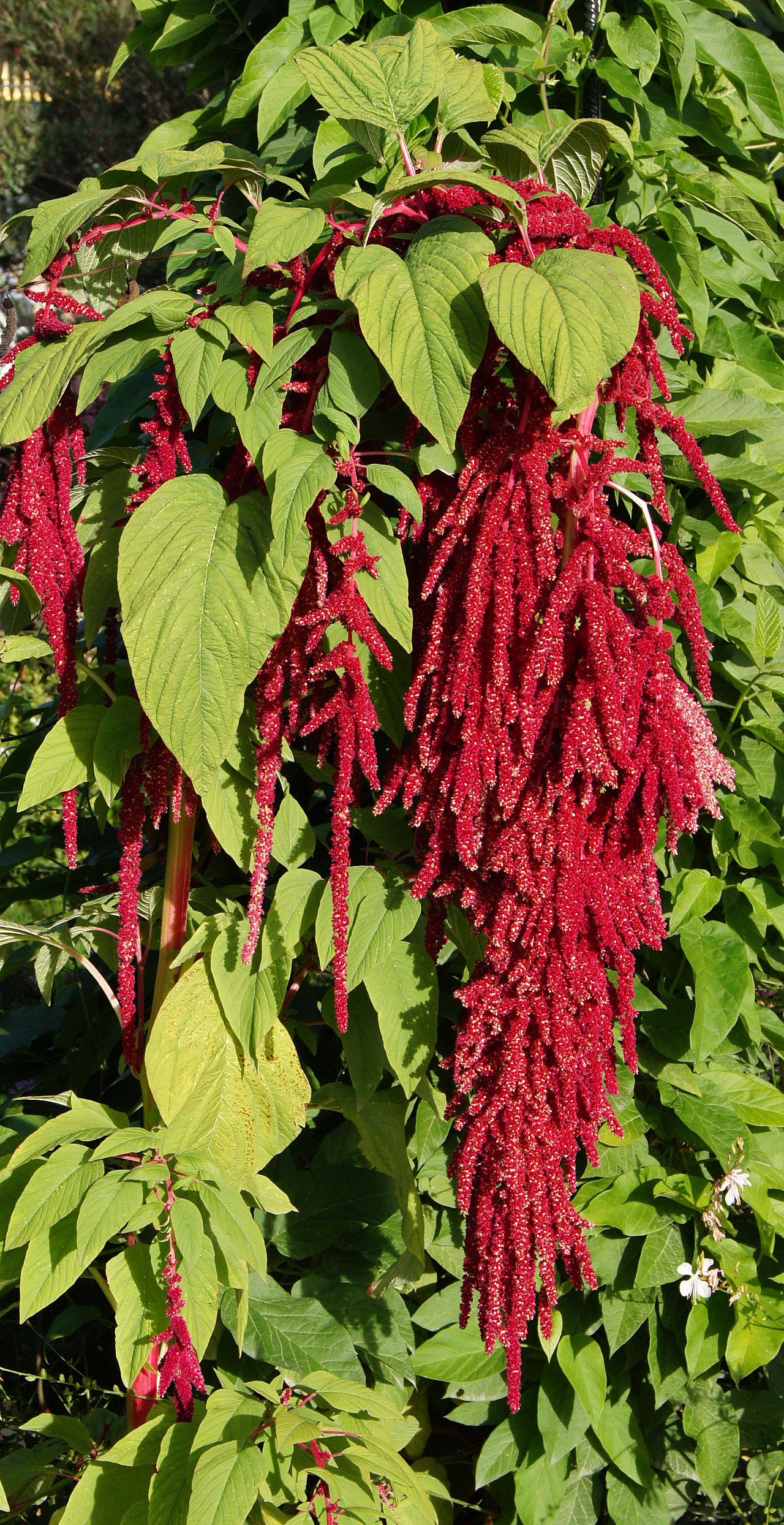 Amaranthus caudatus