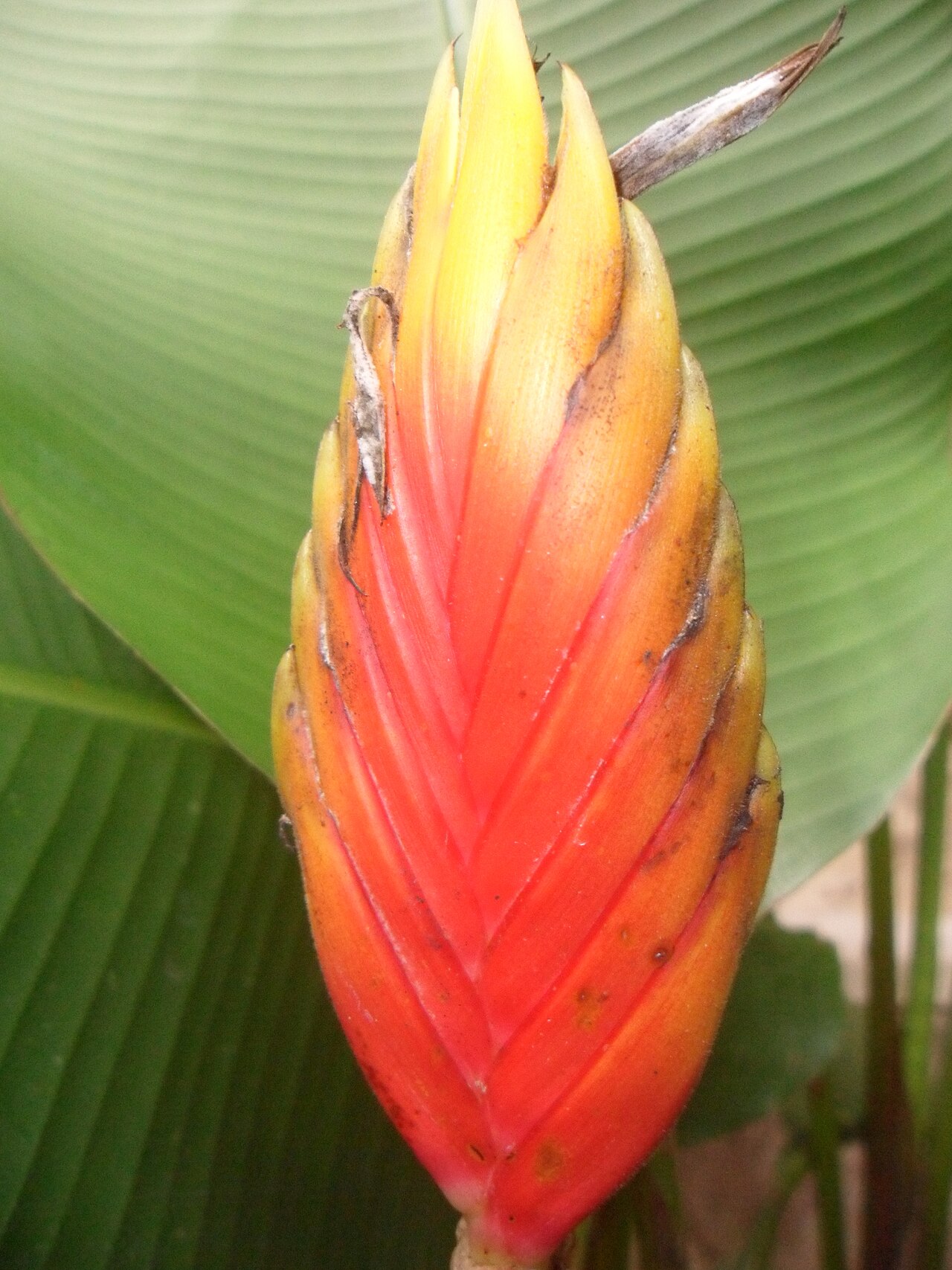Heliconia episcopalis