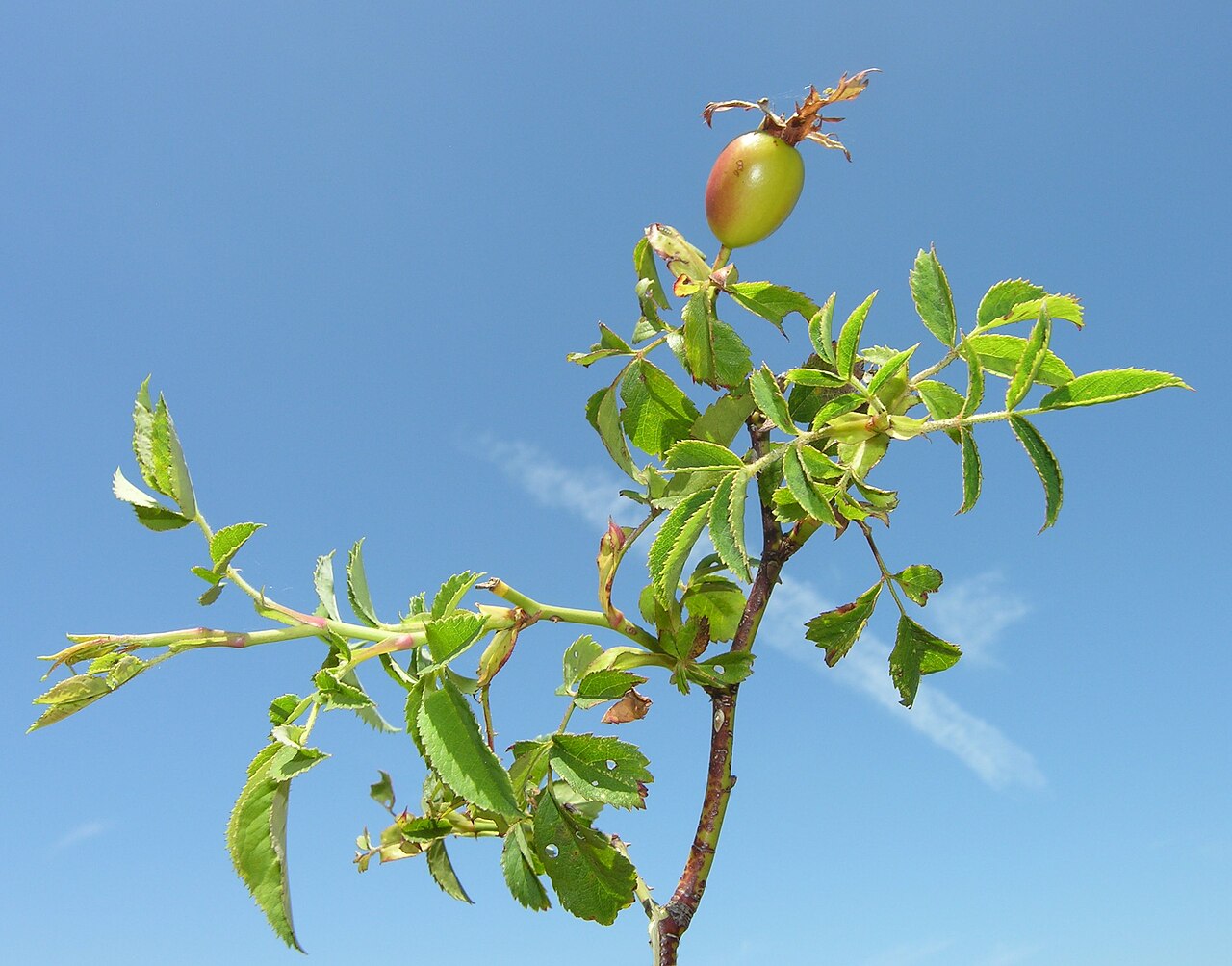 Rosa agrestis