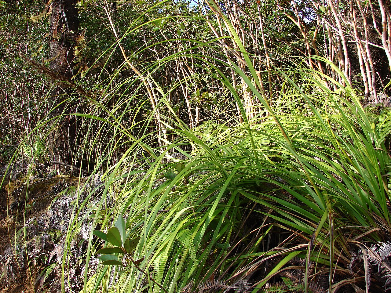 Gahnia beecheyi