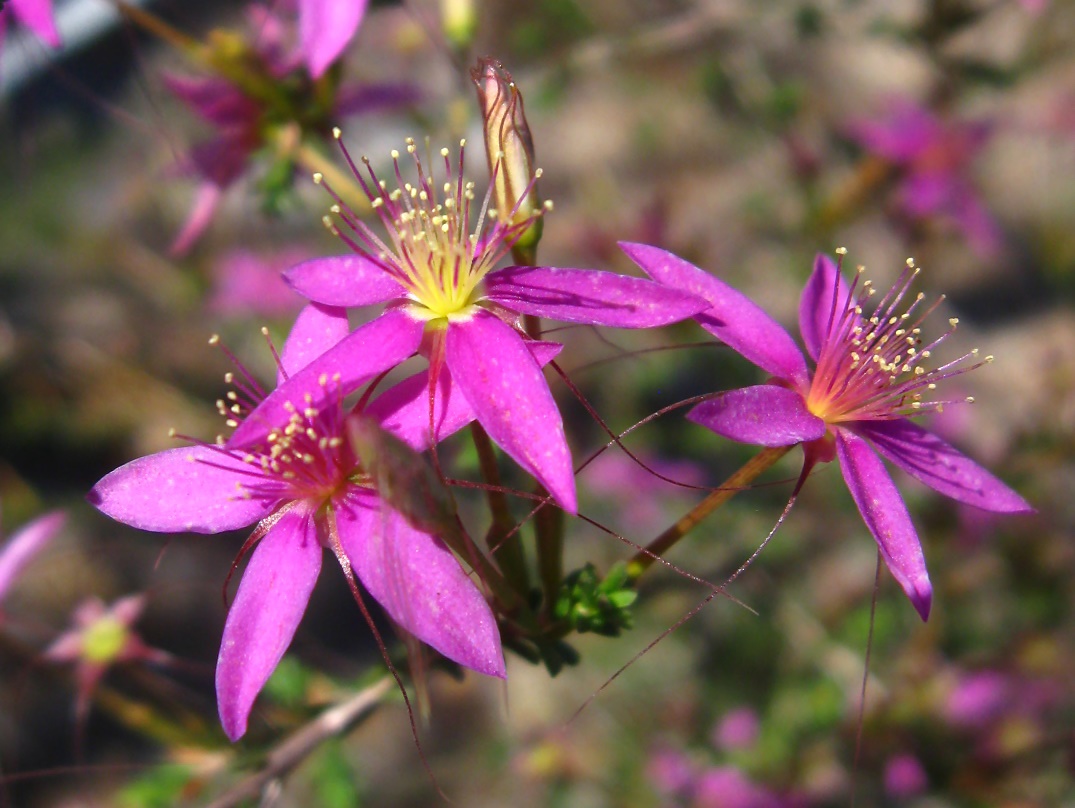 Calytrix fraseri