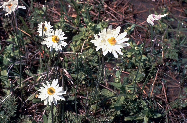 Anemone caroliniana