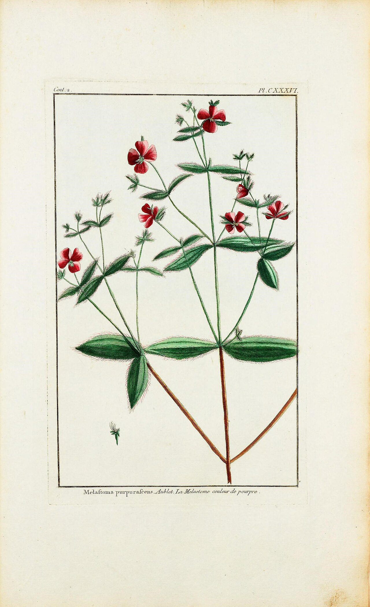 Aciotis purpurascens