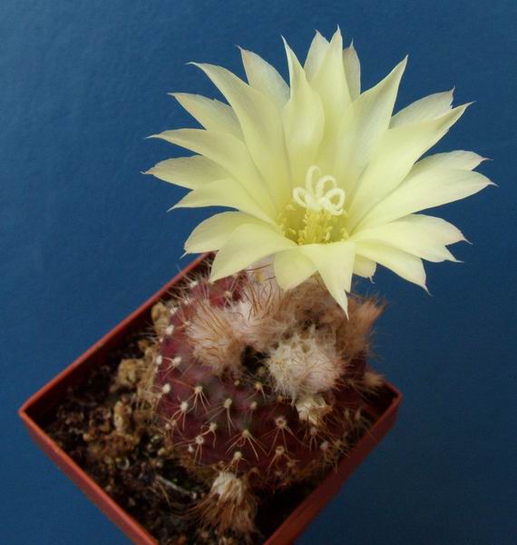Frailea mammifera