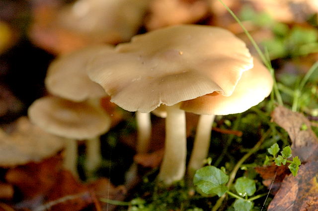Wood pinkgill
