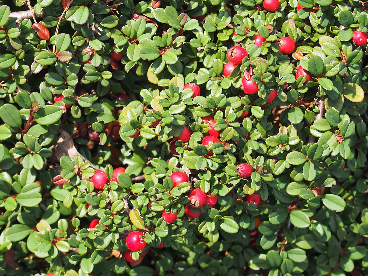 Cotoneaster microphyllus