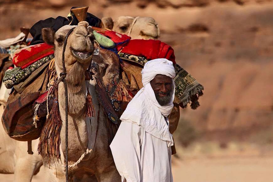 Yoria camel
