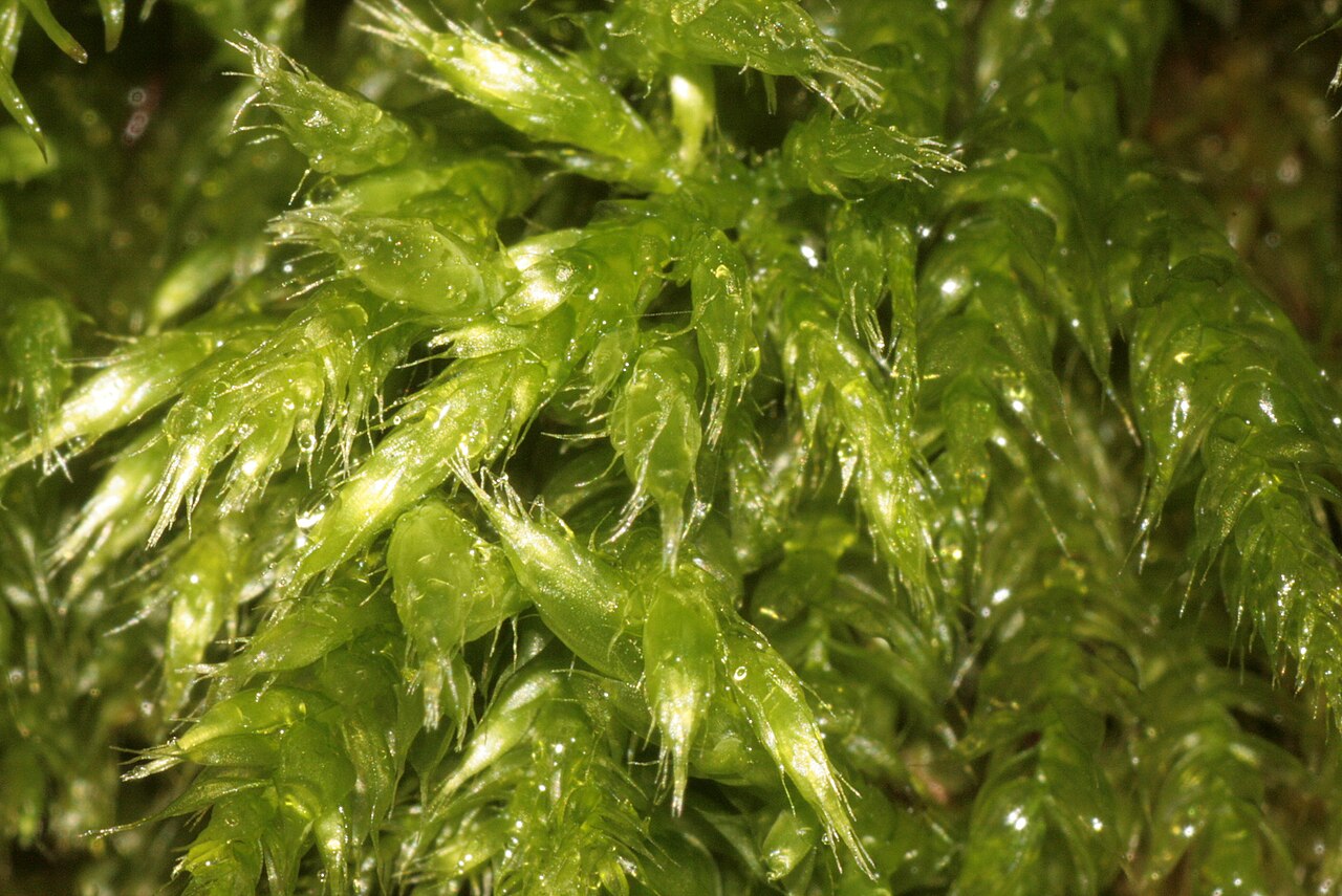 Brachythecium tommasinii