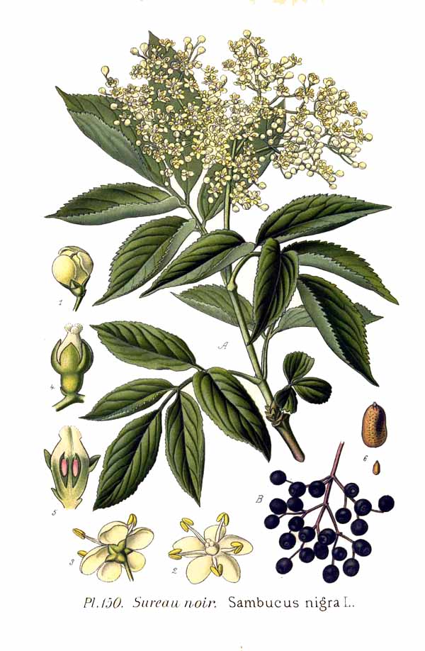 Elderberry