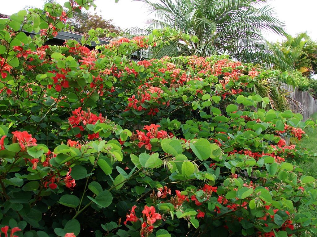 Bauhinia galpinii