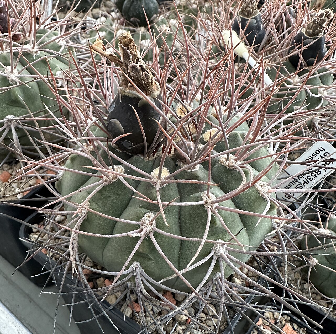 Gymnocalycium hossei