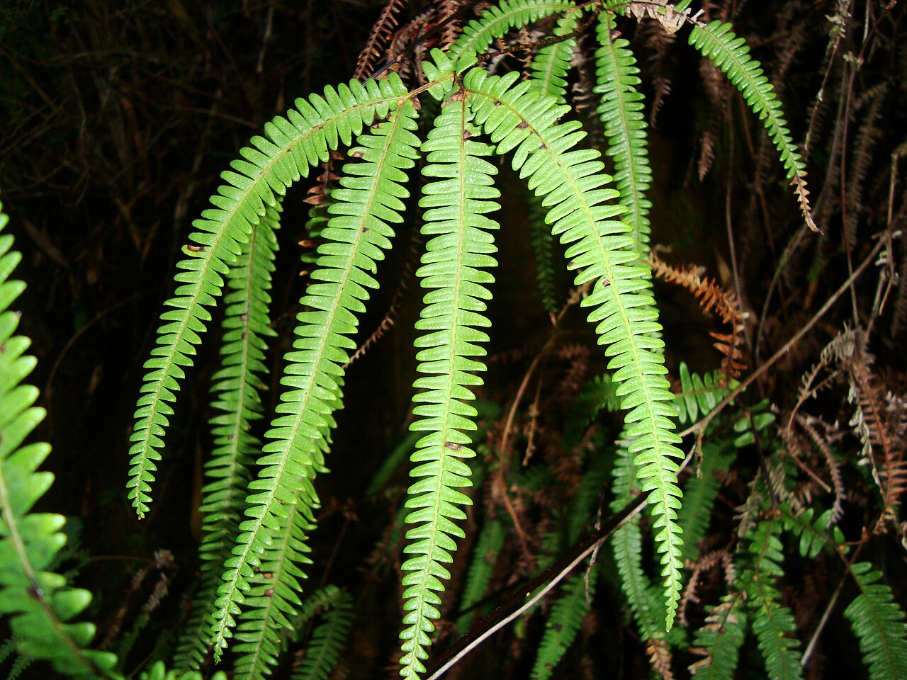 Gleichenia squamulosa