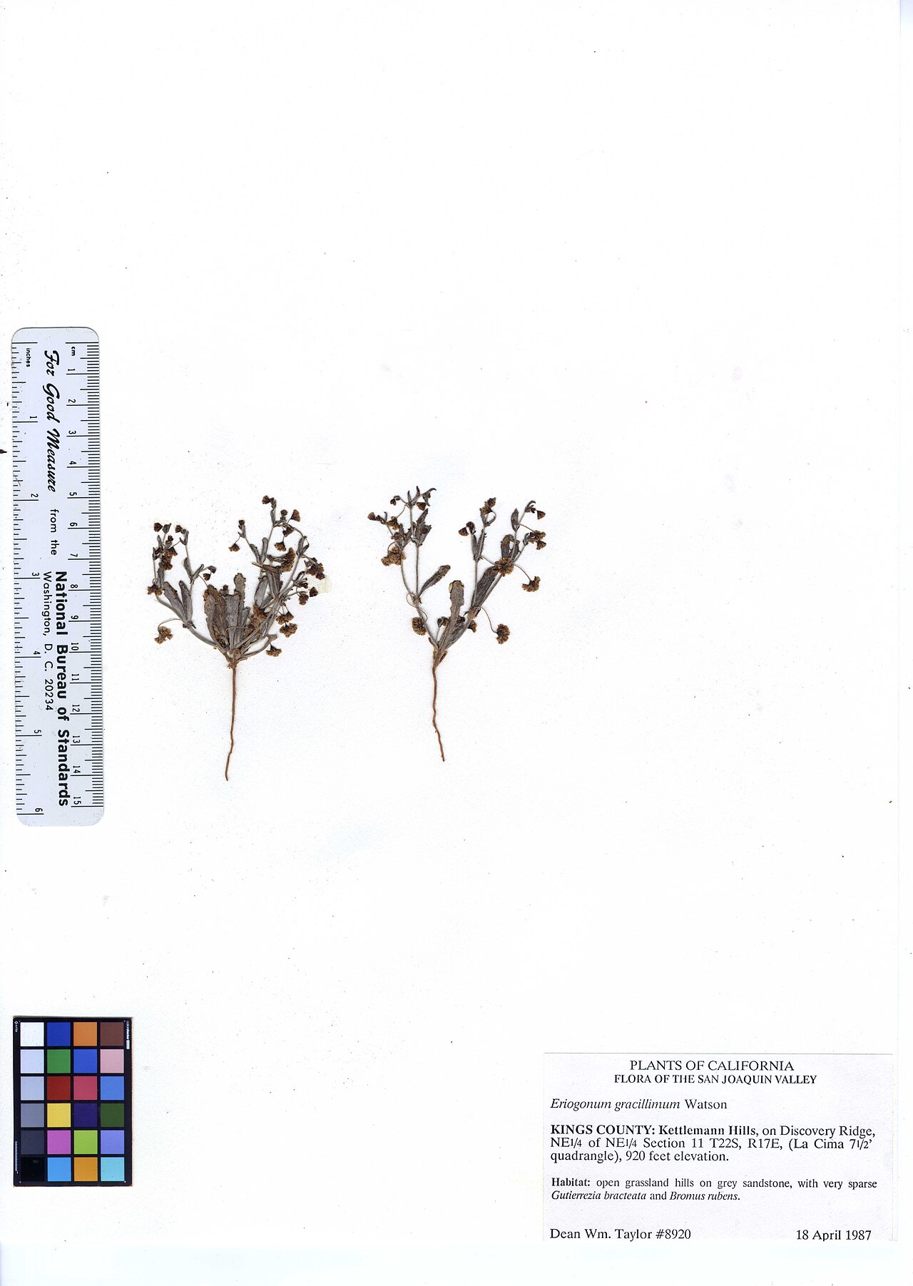 Eriogonum gracillimum
