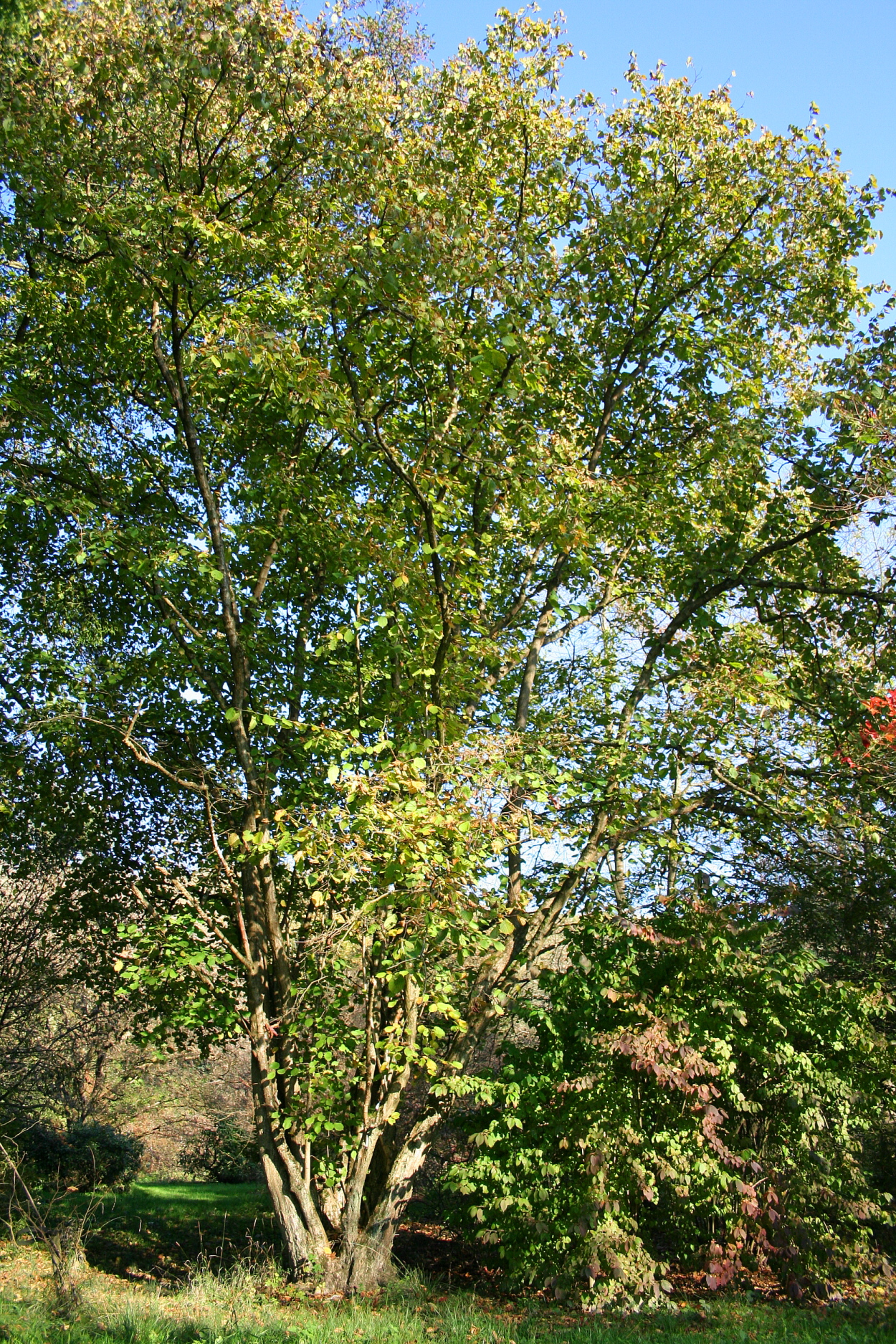 Corylus chinensis