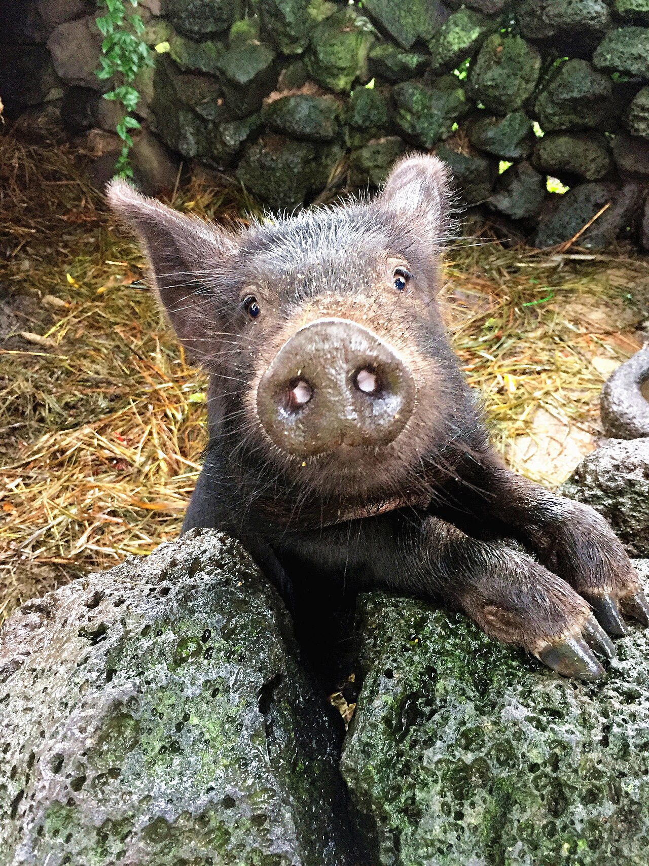 Jeju Black Pig
