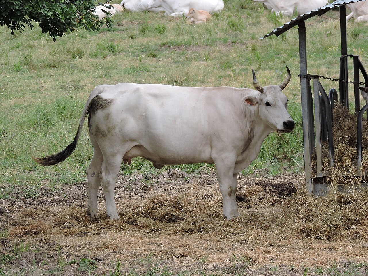 Calvana