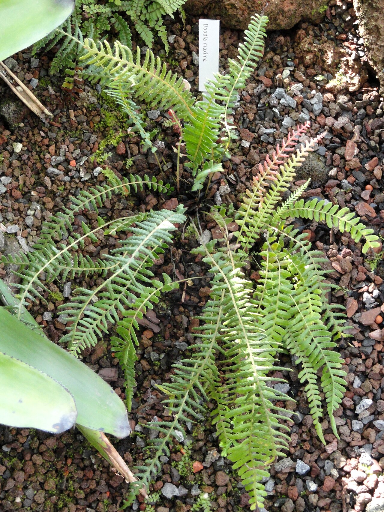 Blechnum maximum