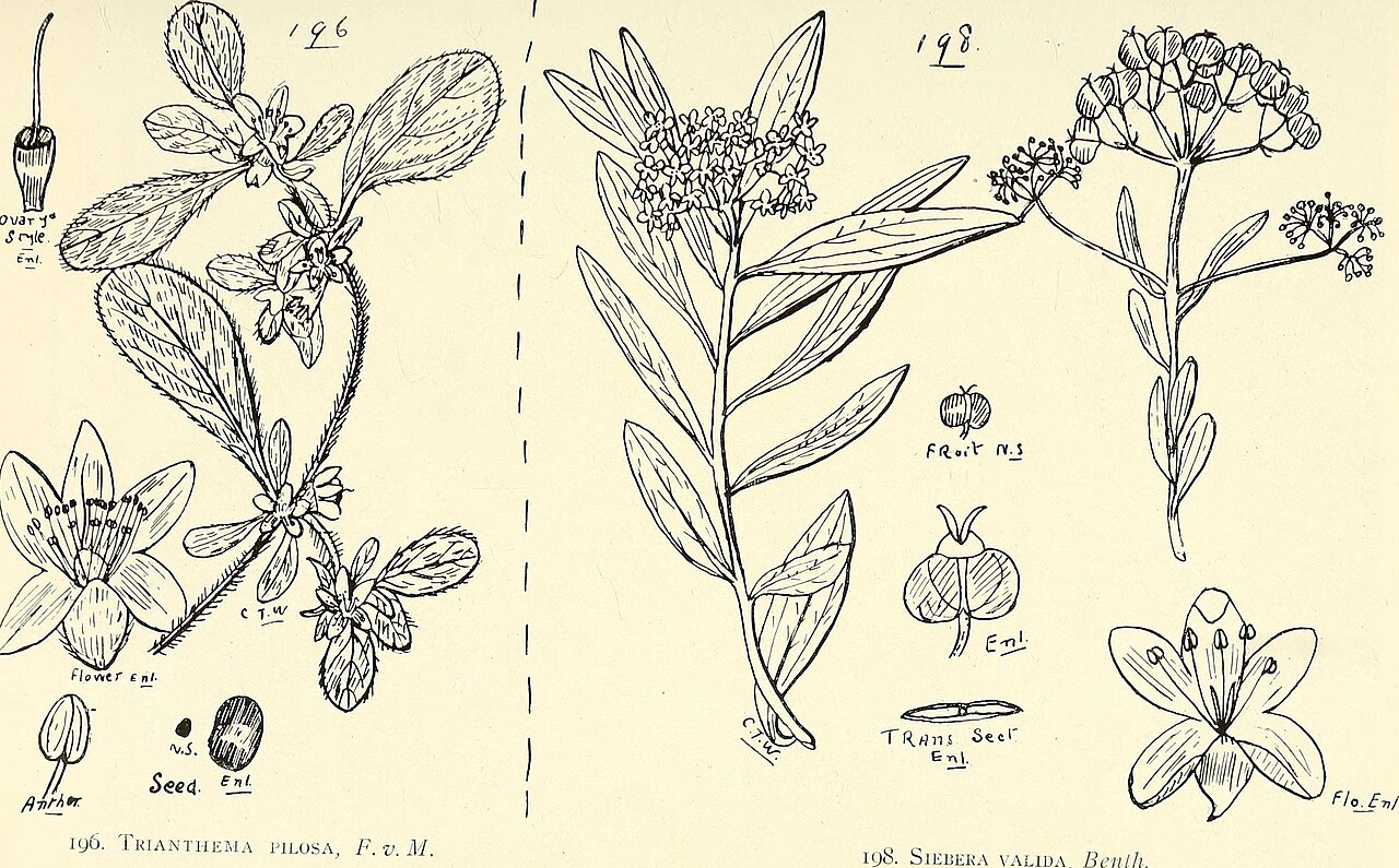Platysace valida