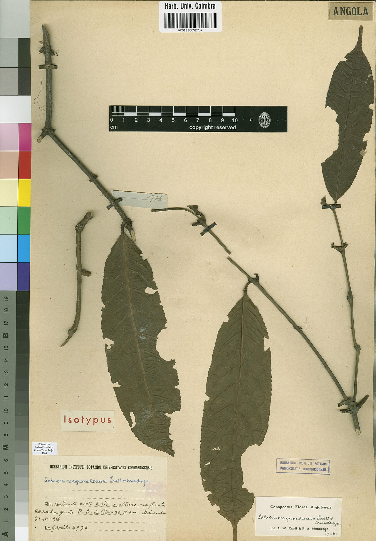 Salacia mayumbensis