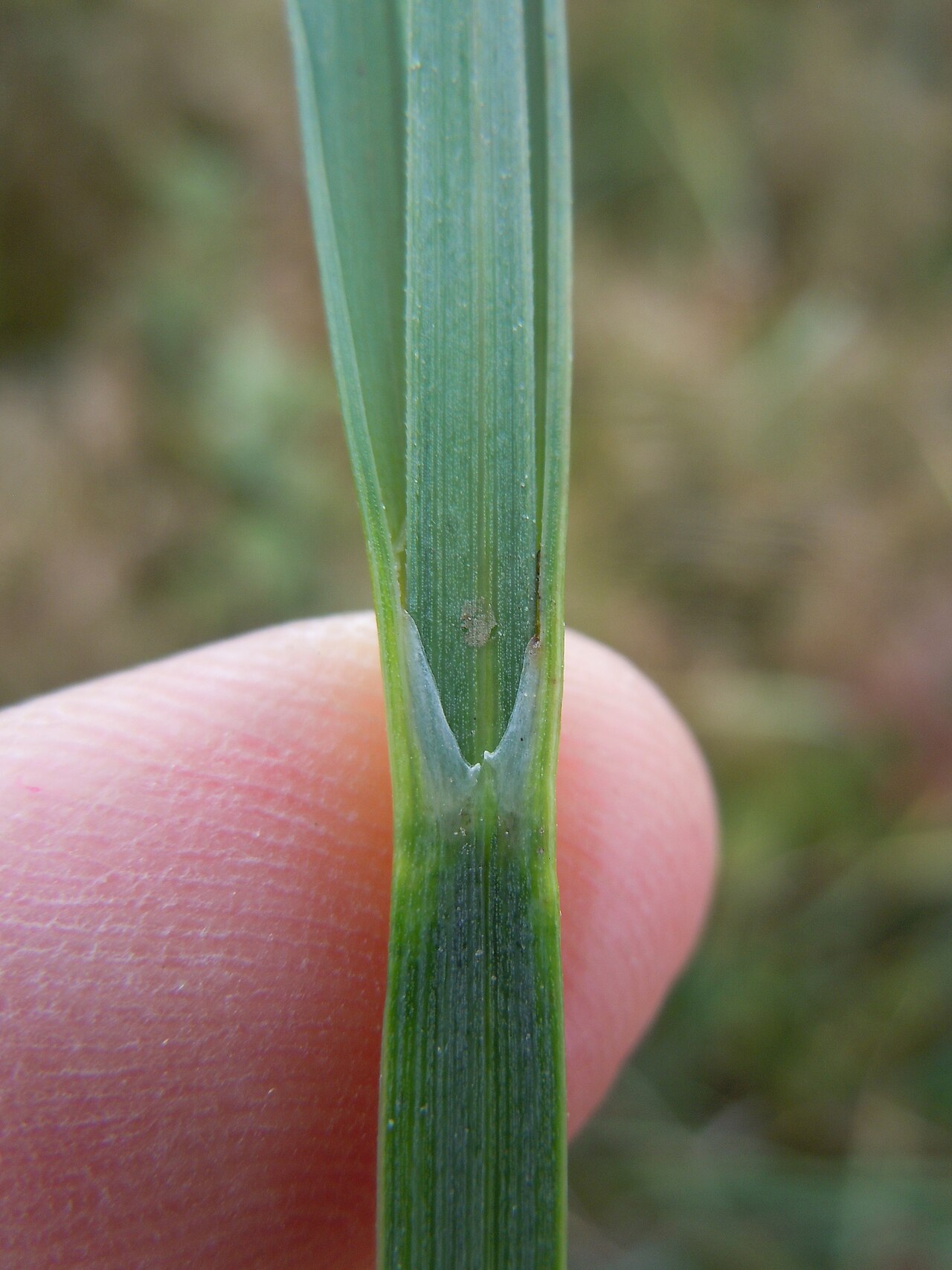 Carex nebrascensis