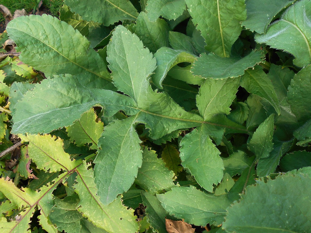 Cephalaria gigantea