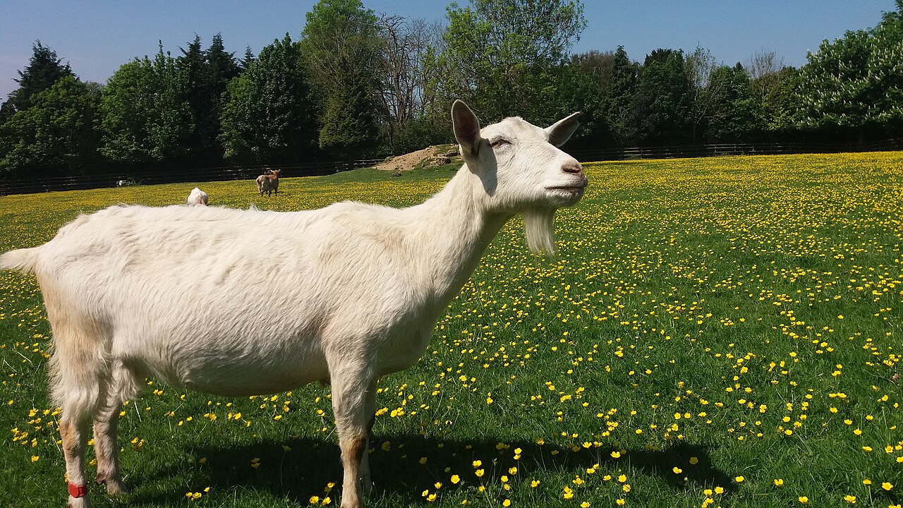 Saanen goat