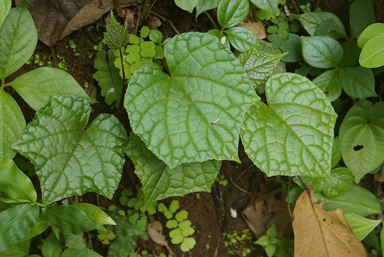 Ampelocissus latifolia