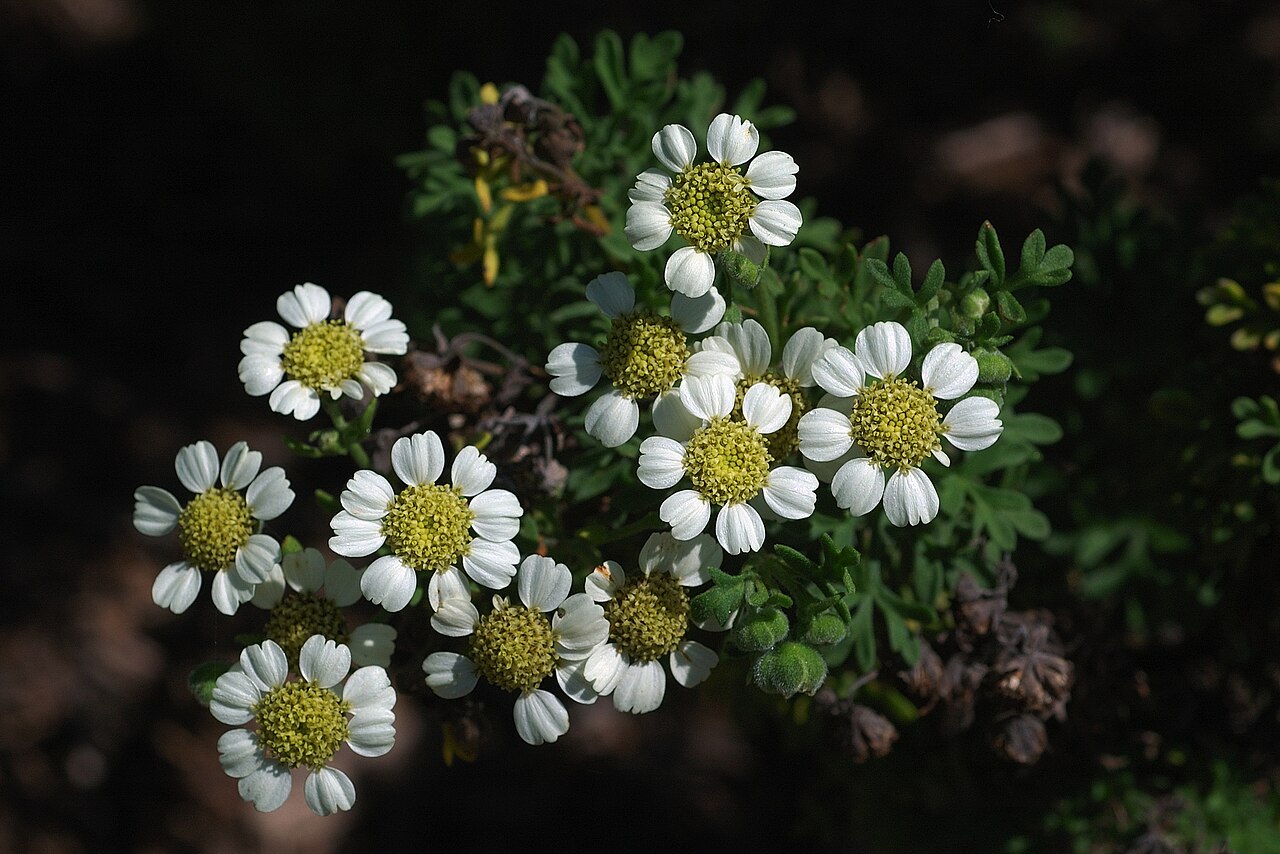 Bahia ambrosioides