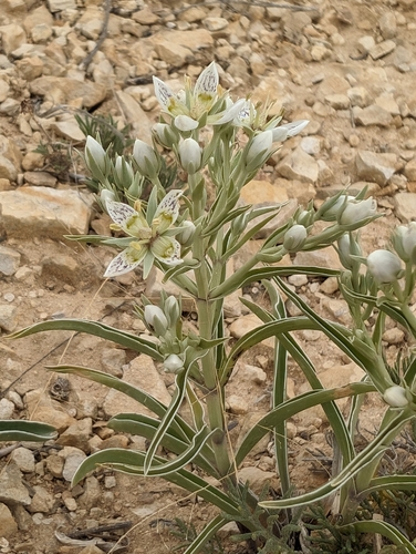 Frasera coloradensis