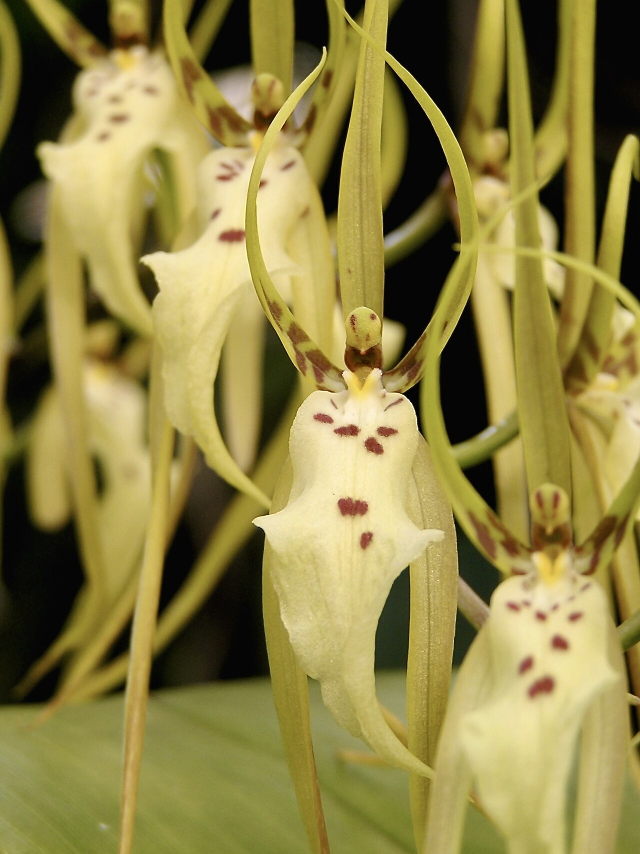 Brassia arcuigera