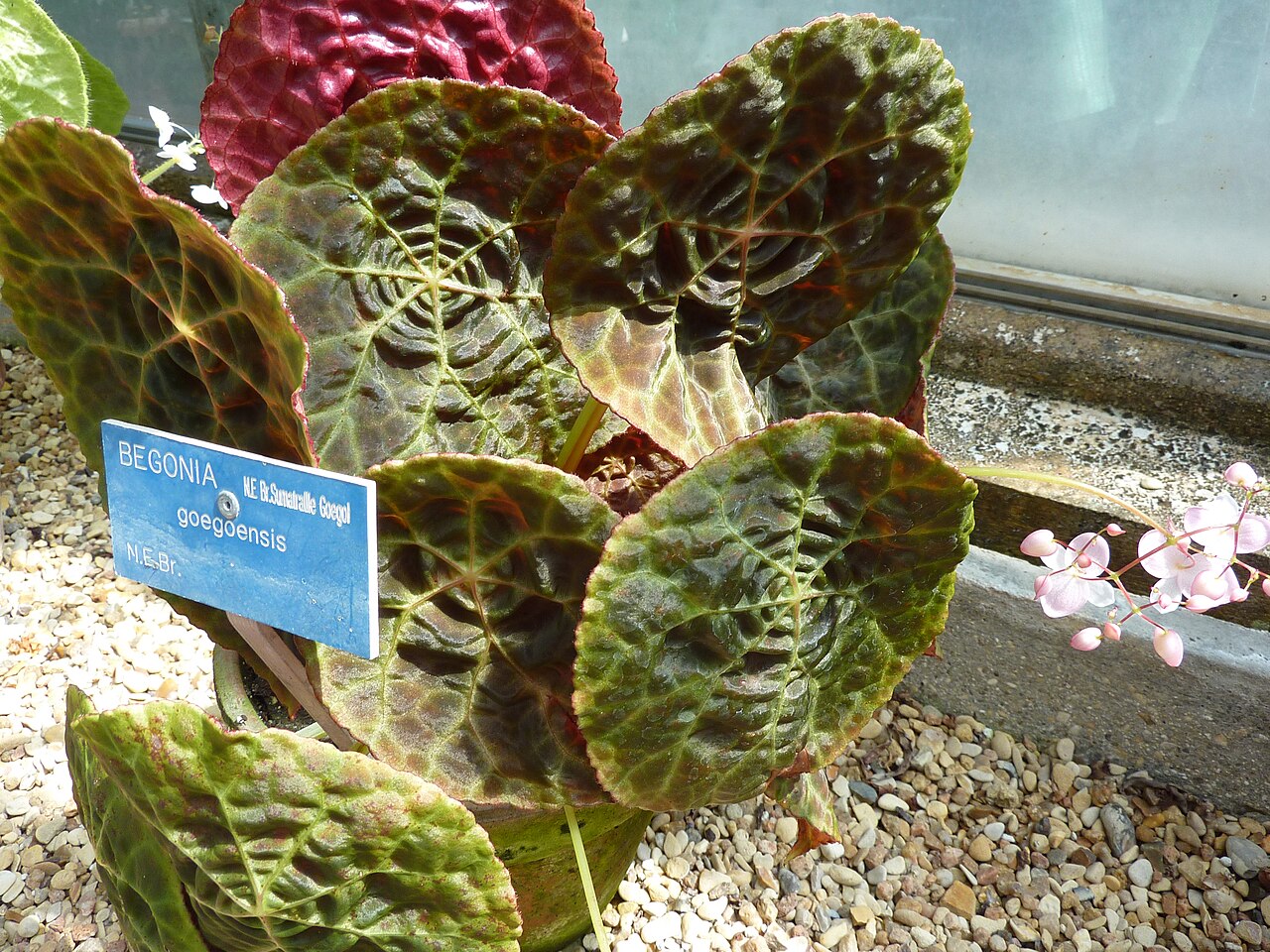 Begonia goegoensis