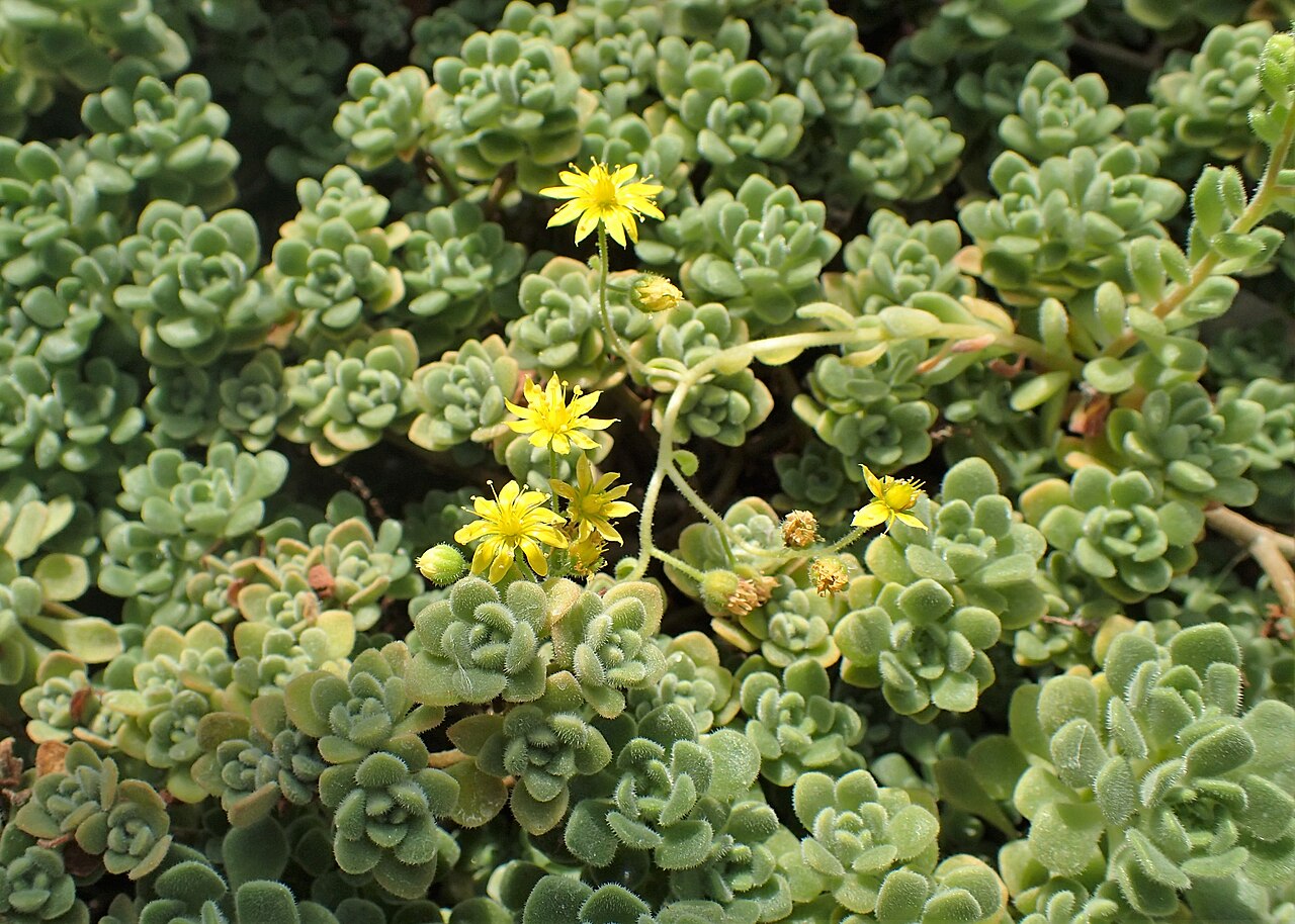 Aichryson tortuosum