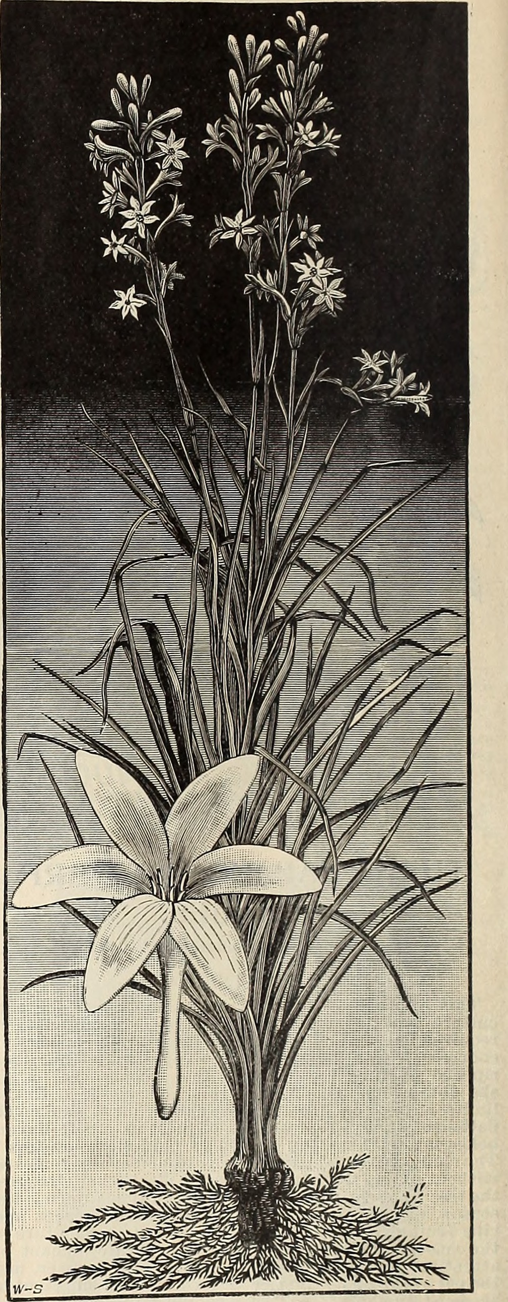Stephanotis grandiflora