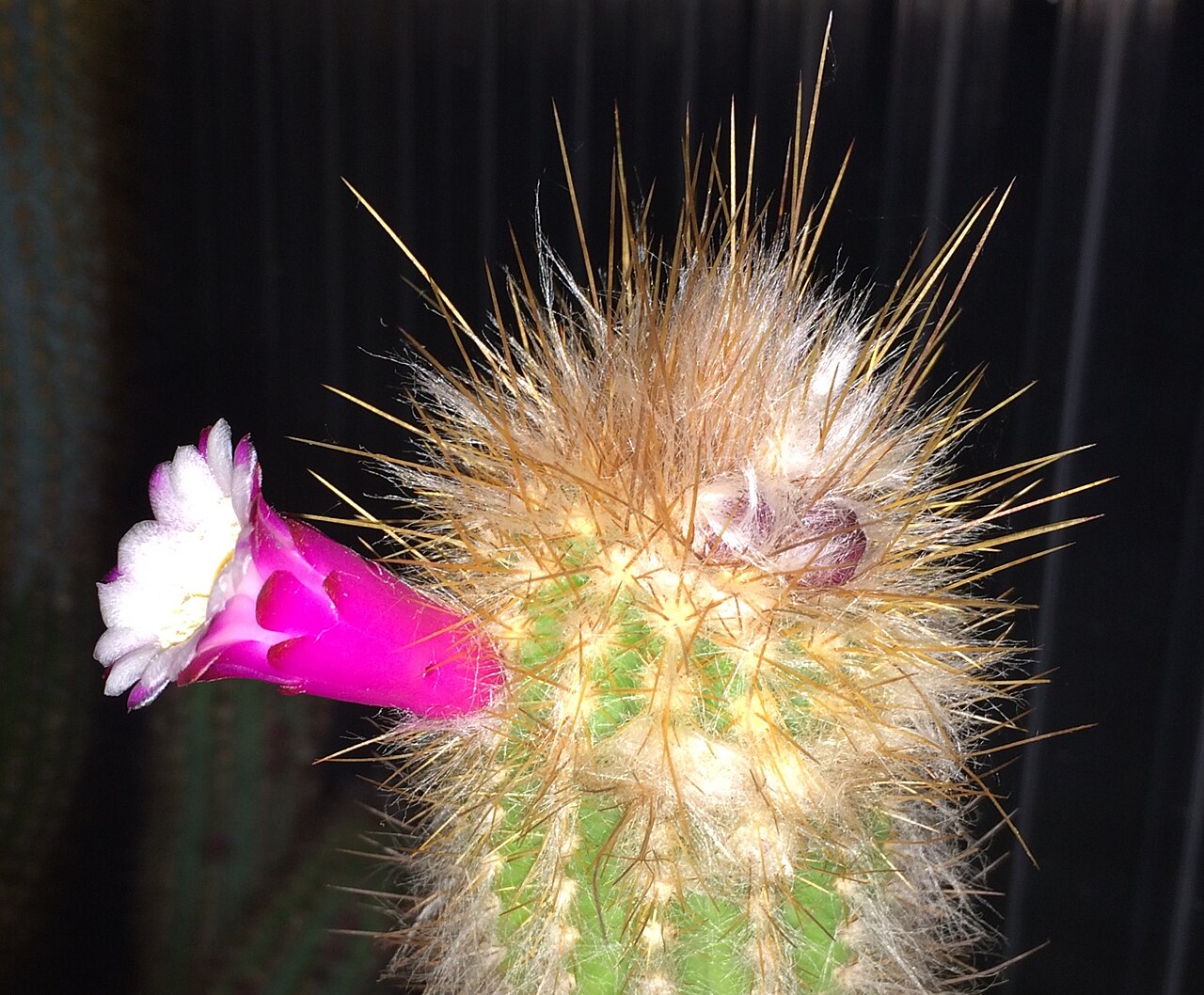 Arrojadoa estevesii