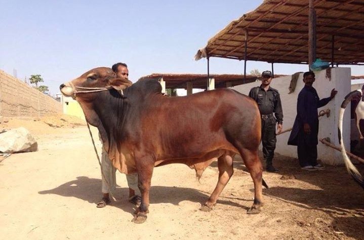 Red Sindhi cattle