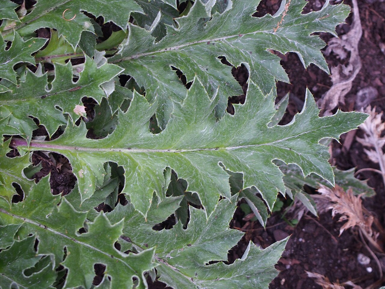 Carlina acanthifolia