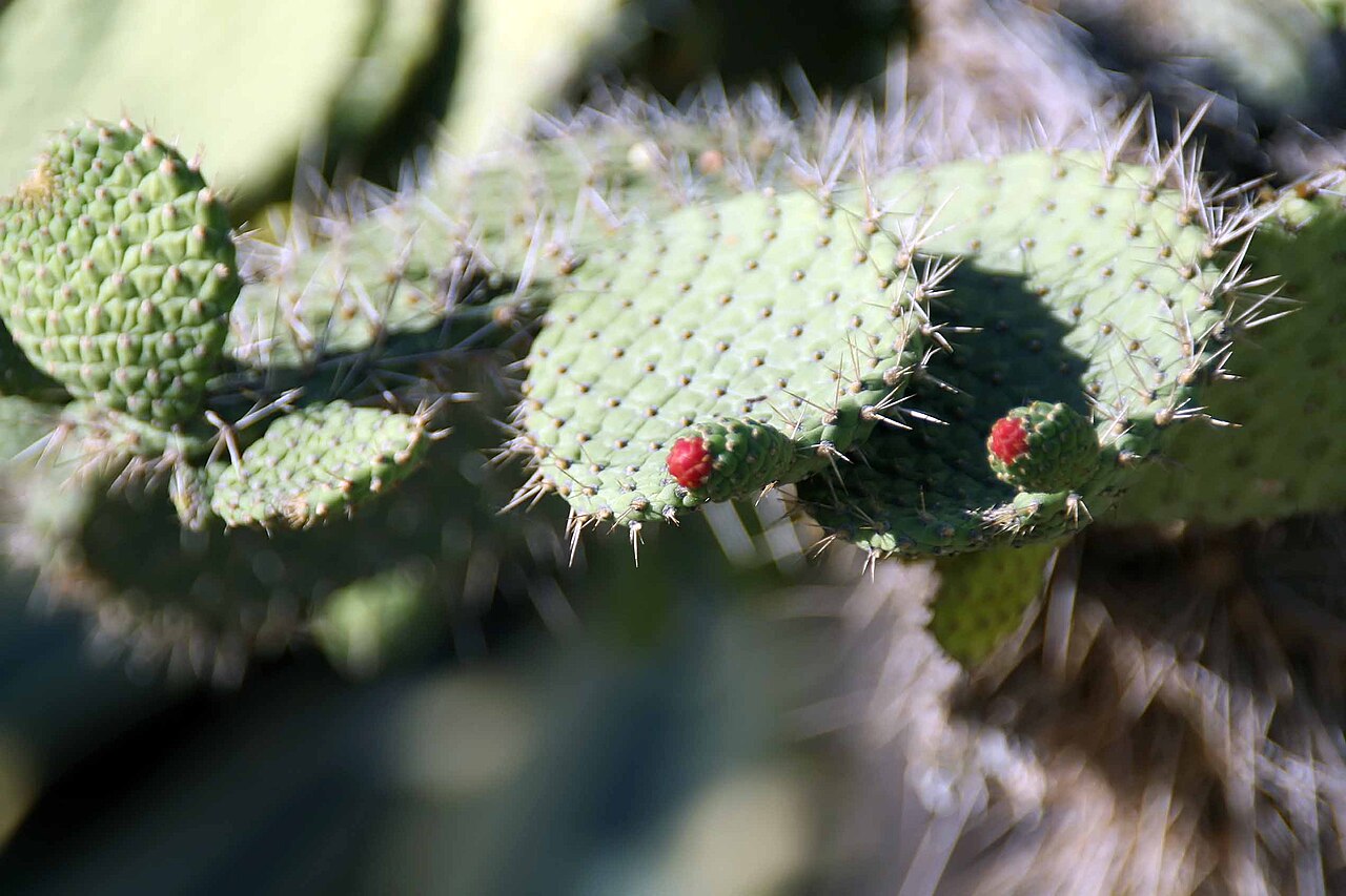 Consolea spinosissima