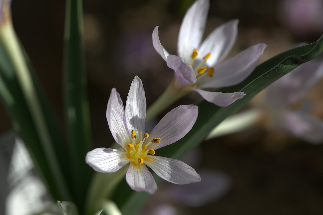 Colchicum triphyllum