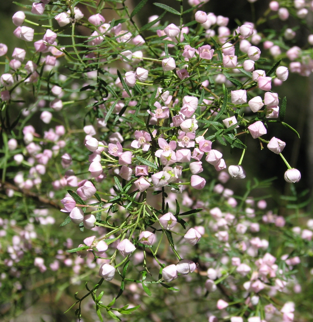 Boronia muelleri