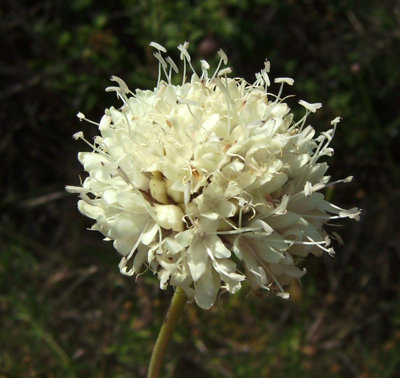 Cephalaria leucantha