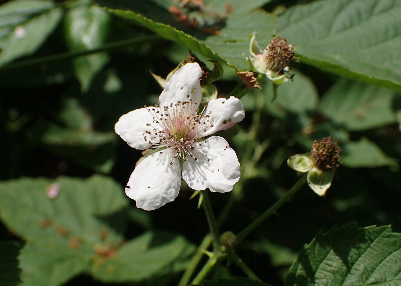 Rubus nemorosus