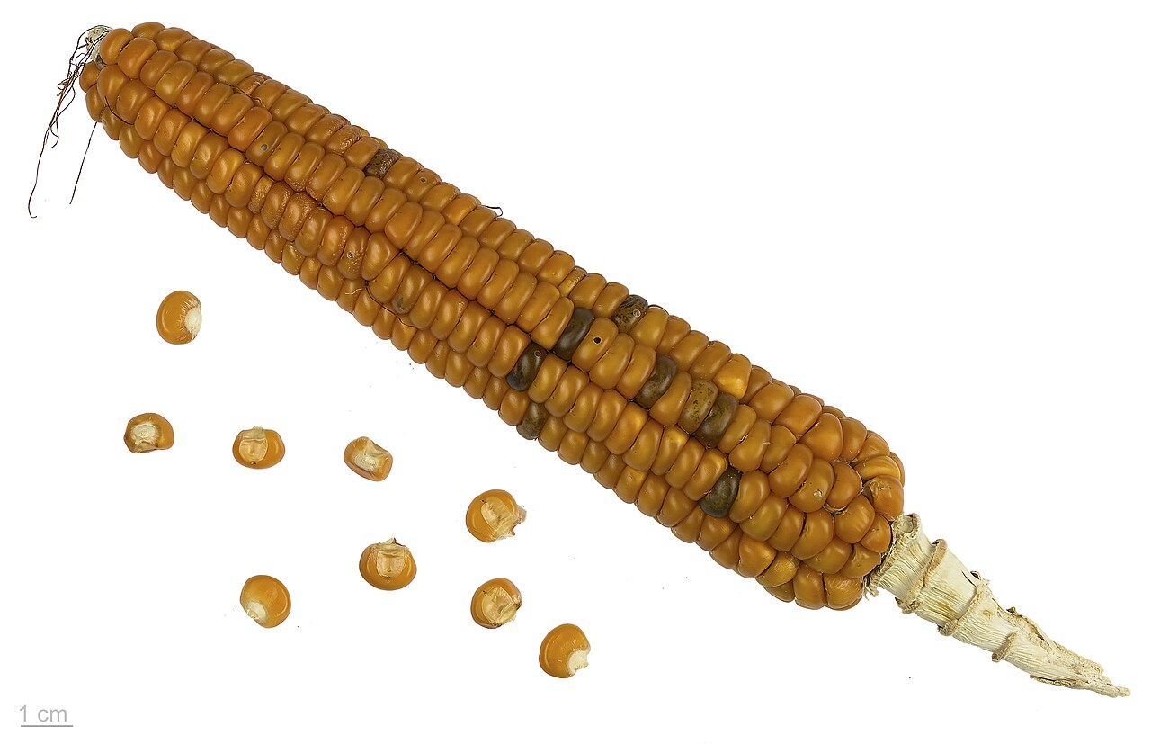 Zea mays