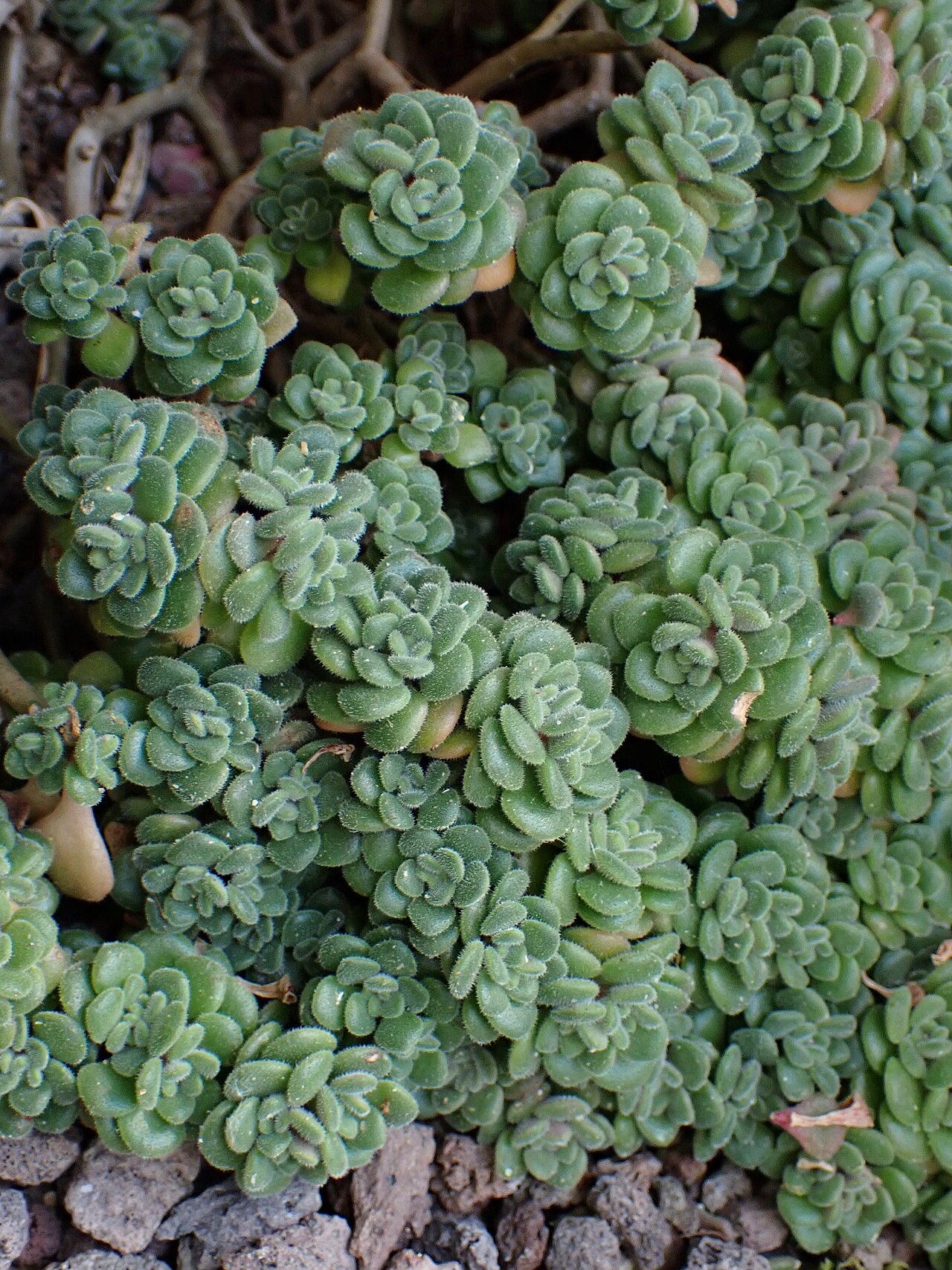 Aichryson pachycaulon