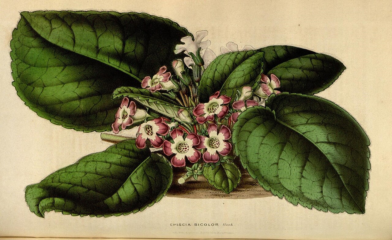 Nautilocalyx bicolor