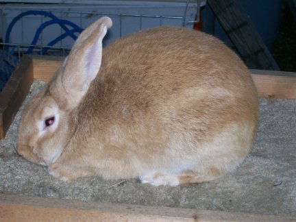 Palomino rabbit