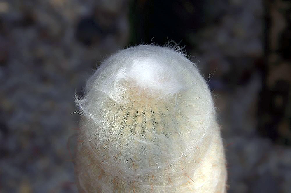 Espostoa hylaea