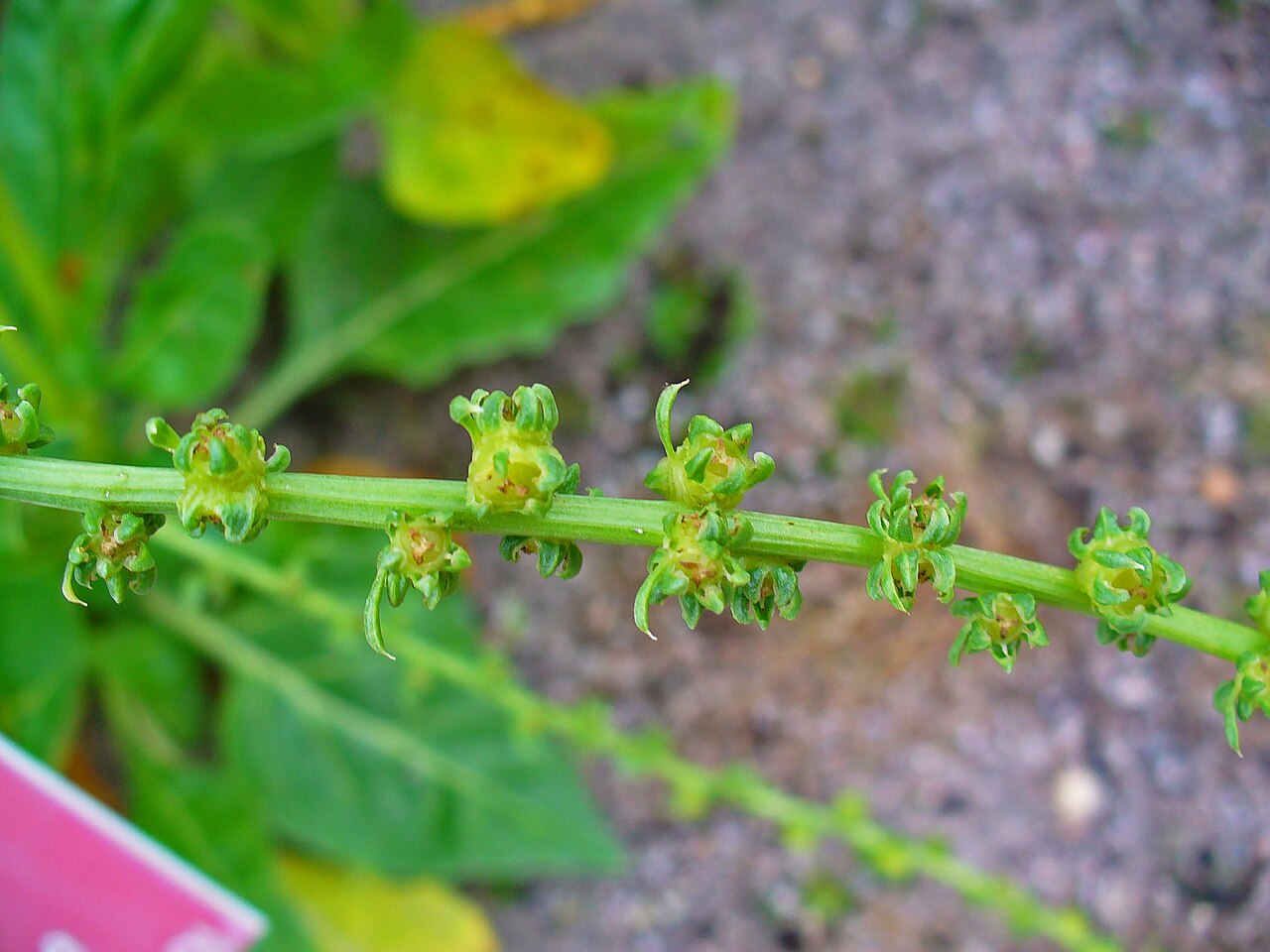Beta maritima