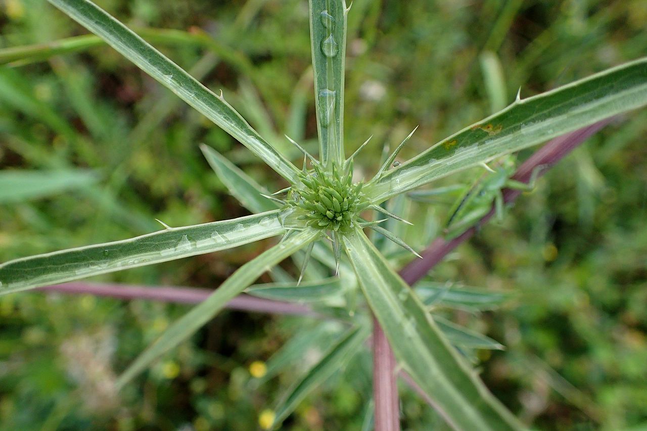 Eryngium billardierei