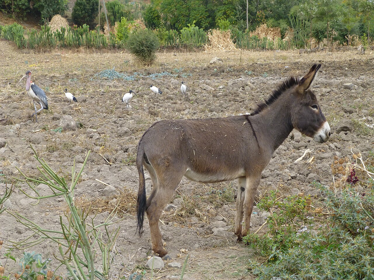 Abyssinian donkey